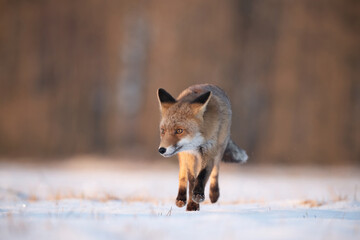 Fototapeta premium Red fox (Vulpes vulpes) moving cautiously through a frosty meadow, its vivid orange coat contrasting with the pale snow, under the gentle light of dawn in a peaceful forest clearing.