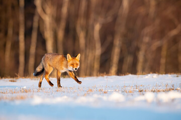 Red Fox (Vulpes vulpes) playfully trotting through a snowy meadow, illuminated by warm golden sunlight, surrounded by a serene winter landscape, capturing the essence of wilderness and curiosity.
