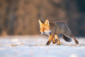Fototapeta premium Red Fox (Vulpes vulpes) walking gracefully across a sunlit snowy field, its sharp eyes scanning the surroundings, framed by the soft winter glow of a serene countryside landscape.