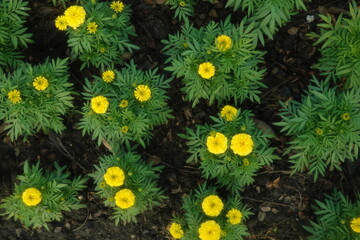 Marigold flowers in the garden. Marigold is a genus of flowering plants