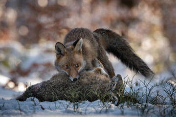 Obraz premium Red Fox (Vulpes vulpes) pinning prey in a snowy forest, showcasing the predator’s powerful instinct and sharp eyes amidst the cold winter environment.