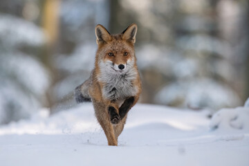 Red Fox (Vulpes vulpes) dashing energetically through snow, with its sharp eyes and fur glistening against the soft light of a winter forest.