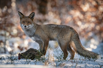 Red Fox (Vulpes vulpes) standing over its prey in a snowy forest, exuding dominance and alertness...