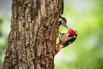 Middle Spotted Woodpecker (Dendrocopos medius) skillfully clinging to a rugged tree trunk, showcasing its vibrant red crown and intricate plumage patterns against a lush green forest background.