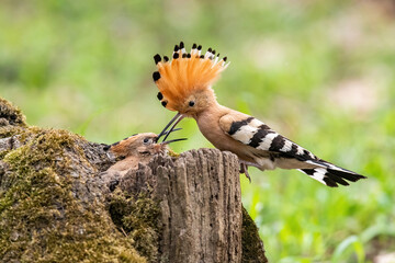 Close-up of an Eurasian hoopoe (Upupa epops) feeding its chick nestled in a mossy tree stump,...