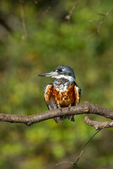 Ringed Kingfisher (Megaceryle torquata) perched on a tree branch, showcasing its vibrant orange chest and striking blue plumage against a lush green backdrop, embodying beauty of tropical wetlands.