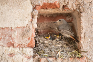 Black Redstart (Phoenicurus ochruros) perched protectively by its nest within a brick cavity, surrounded by its chicks with open beaks, depicting a tender moment of avian parenting and care.