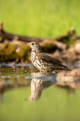 Song Thrush (Turdus philomelos) pausing gracefully at the water's edge, its reflection shimmering in the calm surface, set against a vibrant green backdrop, evoking tranquility in its natural habitat.