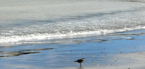 Naturaleza: vida en azul plateado 