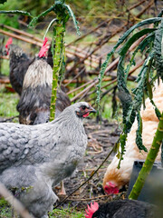 Chickens walking around free range outdoors. Sustainable farming. Poultry walkning around in the garden.