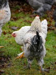 Chickens walking around free range outdoors. Sustainable farming. Poultry walkning around in the garden.