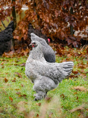 Gray hen walking around outdoors. Chicken portrait. Free range poultry. Farming and agriculture.
