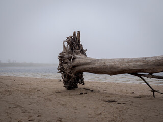 dead tree on the beach. uprooted tree