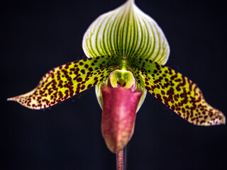Samples of Brazilian orchids where there are more than 1000 species.