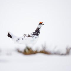 Grouse in snowy mountains.
