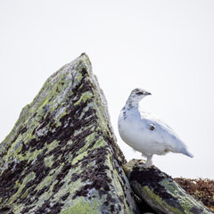 Grouse seeks shelter behind a large rock.