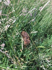 Cute baby doe hidding in grass