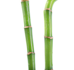 Stem of decorative bamboo plant isolated on white