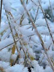 snow covered blades of grass