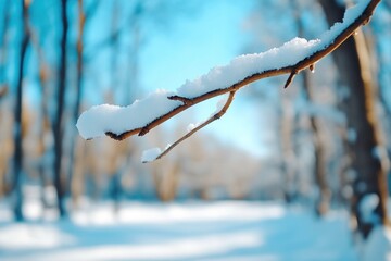 Frost-Covered Evergreen Trees in a Serene Winter Forest