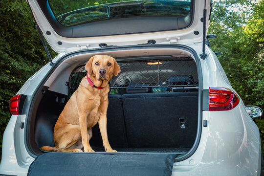 Dog in the boot of a car.