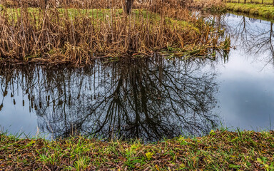 Landscapes - Forest - Europe, Romania, Suceava region 