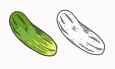 Vector illustration of cucumber. Line drawing and coloring. Vegetable. Flat illustration