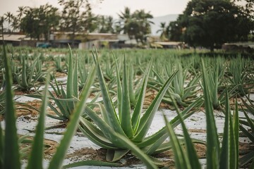 Obraz premium A medium shot of a plantation field with multiple aloe vera plants