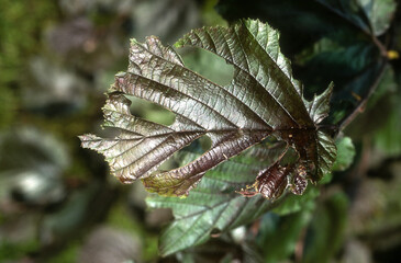 noisetier rouge, corylus avelana purpurea, feuille