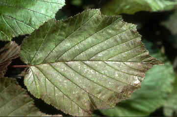 noisetier rouge, corylus avelana purpurea, feuille
