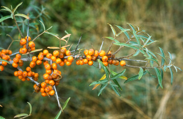 Hippophase rhamnoides, Argousier