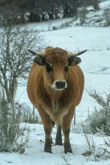 Vache Aubrac, neige, hiver, Plateau de l'Aubrac, 48, Lozère, France