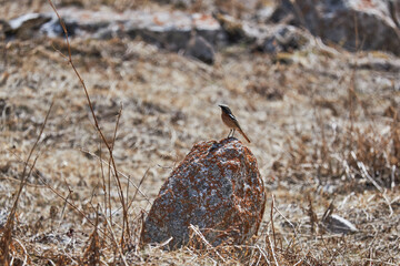 Bird stands on red stone surrounded dry grass in natural habitat. Ala-Archa national park, Kyrgyzstan. Kyrgyz birds. Rufous backed Redstart, Phoenicurus erythronotus.