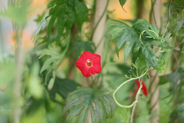 Ipomoea quamoclit or scarlet creeper with foliage