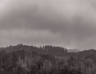 Landscapes - Forest - Europe, Romania, Suceava region 
