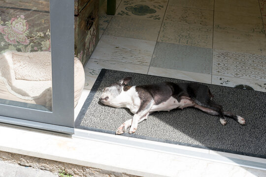 Bulldogge liegt im Sonnenlicht in einer offenen Eingangst&uuml;r und schl&auml;ft