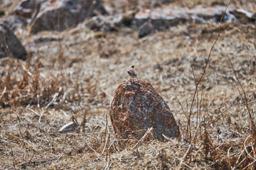 Bird stands on red stone surrounded dry grass in natural habitat. Ala-Archa national park, Kyrgyzstan. Kyrgyz birds. Rufous backed Redstart, Phoenicurus erythronotus.