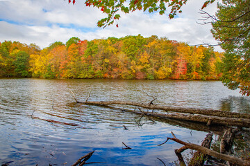 autumn trees on the lake