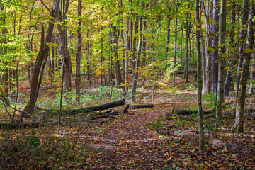 autumn in the forest