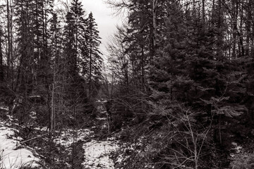 Landscapes - Forest - Europe, Romania, Suceava region 