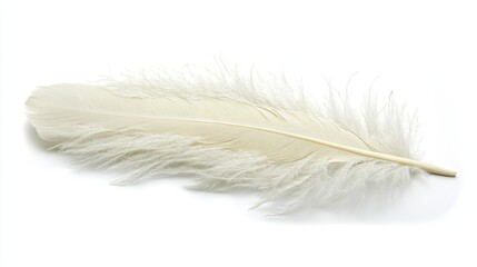 Fototapeta premium White feather isolated on white background