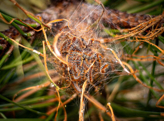 Cluster of caterpillars with black and orange markings within a web-like structure on a plant. The intricate webbing surrounds them, attaching to branches and leaves.