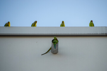 Ring-necked parakeets, also known as rose-ringed parakeets, rest on the roof  and inside a pipe on a residential building in Germany,