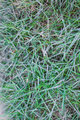 Image of the texture of green grass which is usually planted in football stadiums