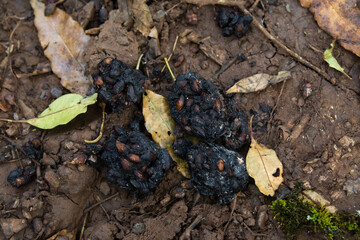 coffee in the feces of monkeys