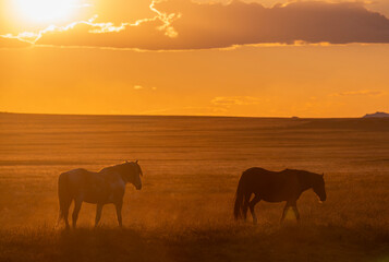Wild Horses at Sunset in the Utah Desert in Springtime