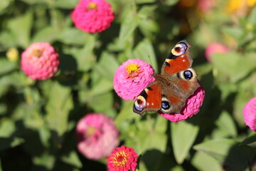 admiral butterfly