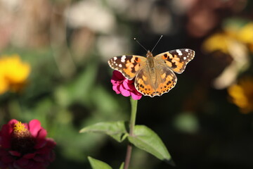 butterfly on flower