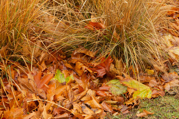 Autumn leaves lie on the ground. Dry autumn leaves on rain-wet ground