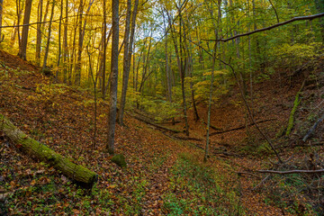 path in the forest